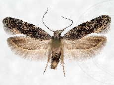 Anarsia lineatella самец